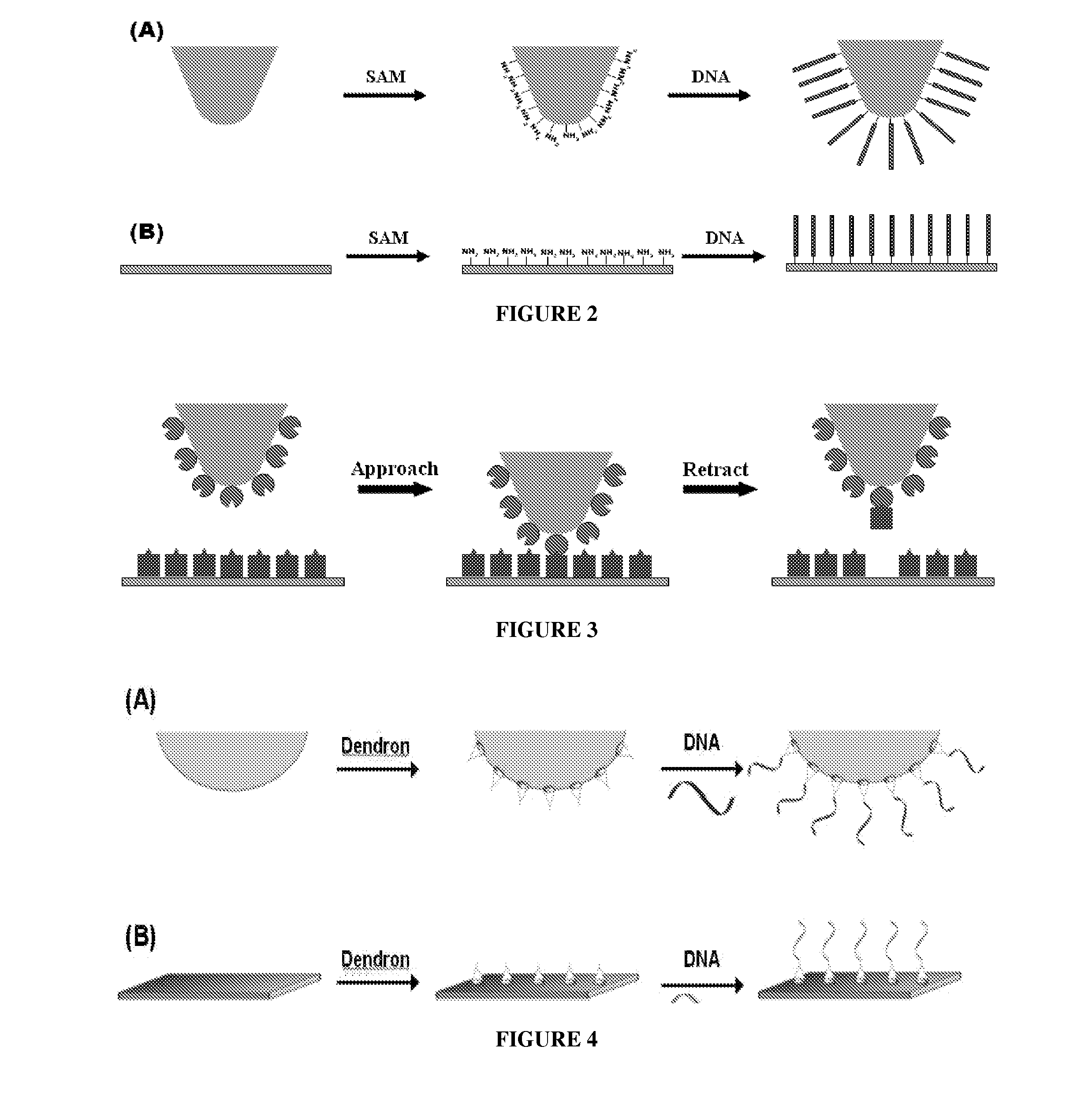 Solid Substrates With Surface Bound Molecules and Methods For Producing and Using the Same