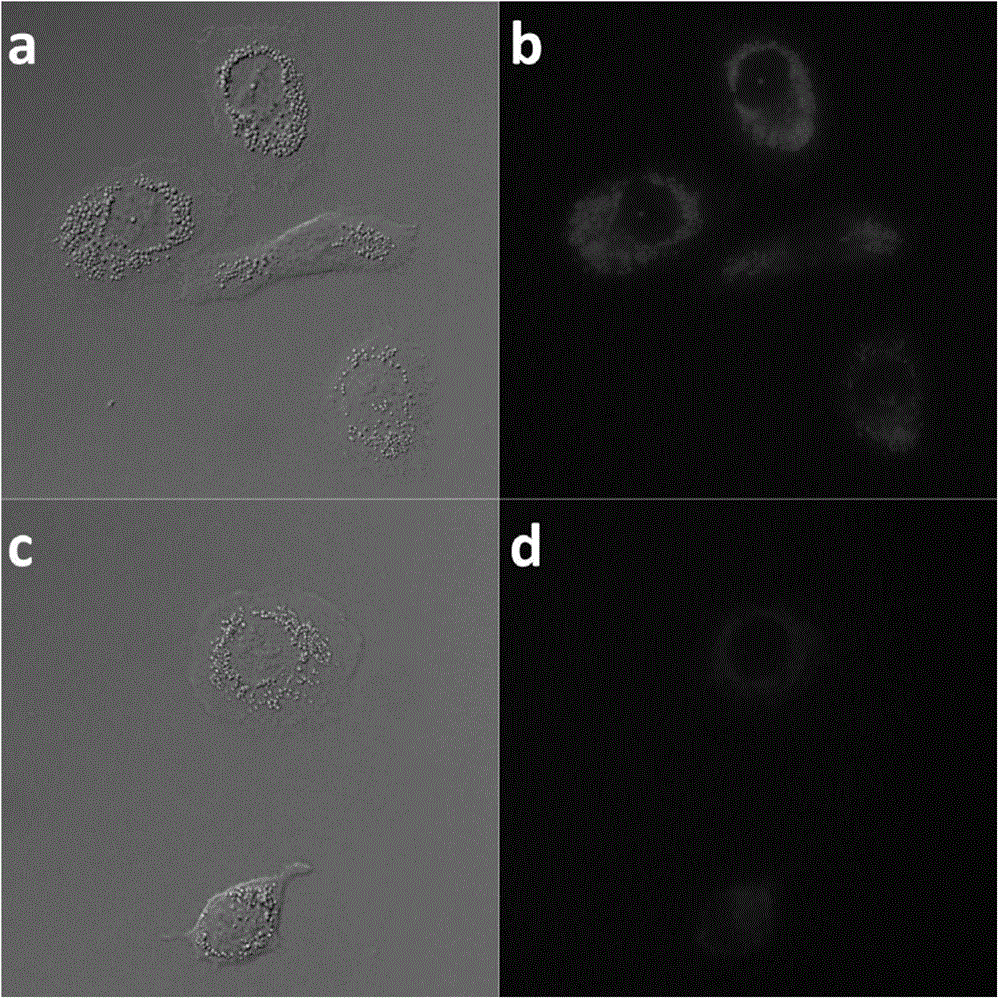 Phthalocyanine compound, preparation method and application as single/two-photon fluorescent probe in cancer targeting and mitochondria labeling