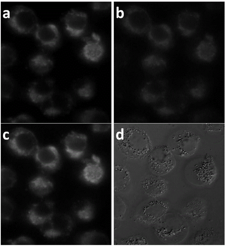 Phthalocyanine compound, preparation method and application as single/two-photon fluorescent probe in cancer targeting and mitochondria labeling