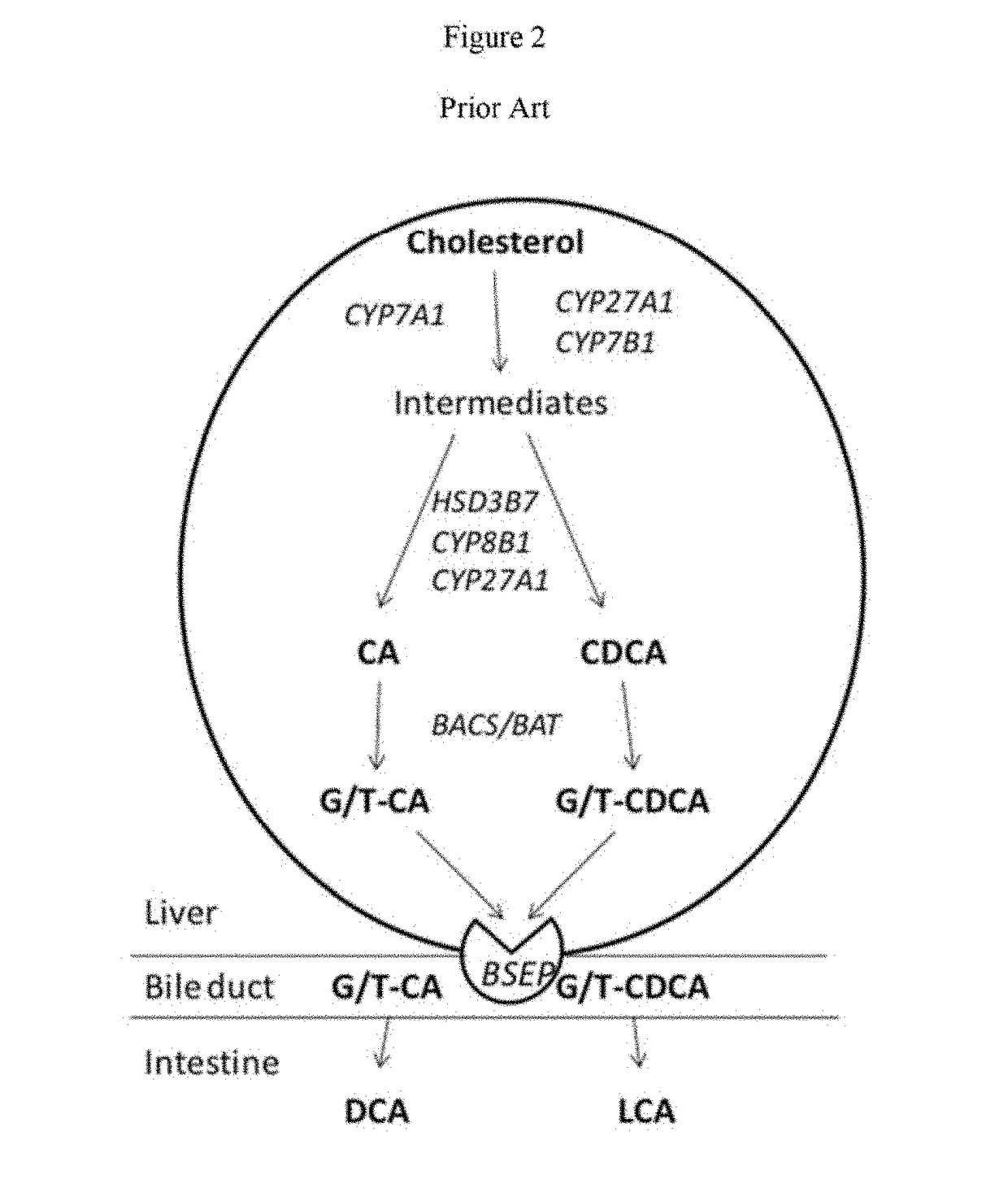 Method for measuring bile salt export transport and/or formation activity