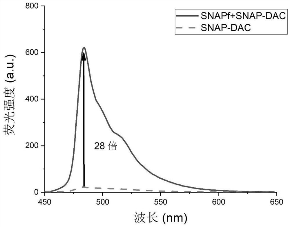 A kind of high brightness, high stability wash-free snap-tag probe and its preparation method and application