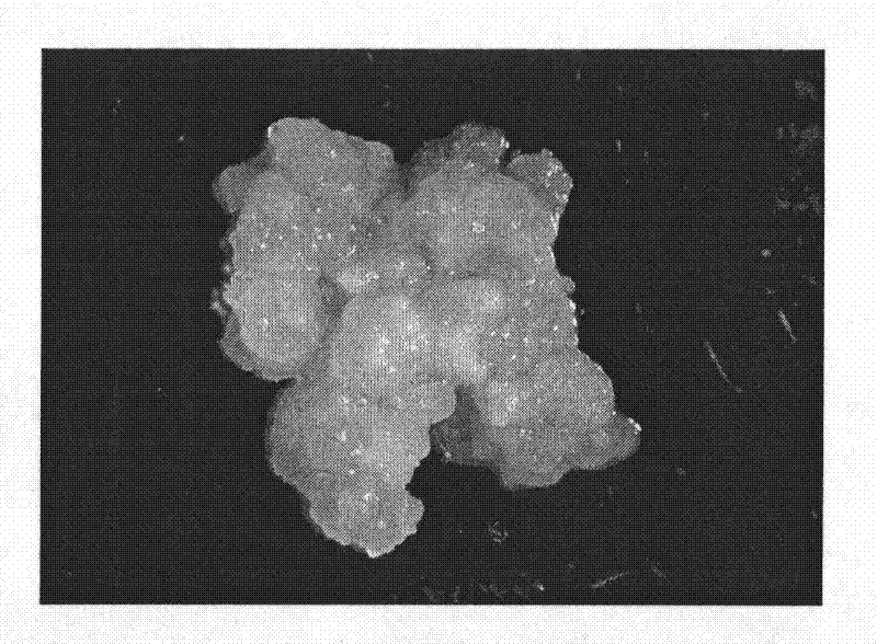 High-frequency somatic embryo regeneration culture medium capable of overcoming clover variety genotype barrier