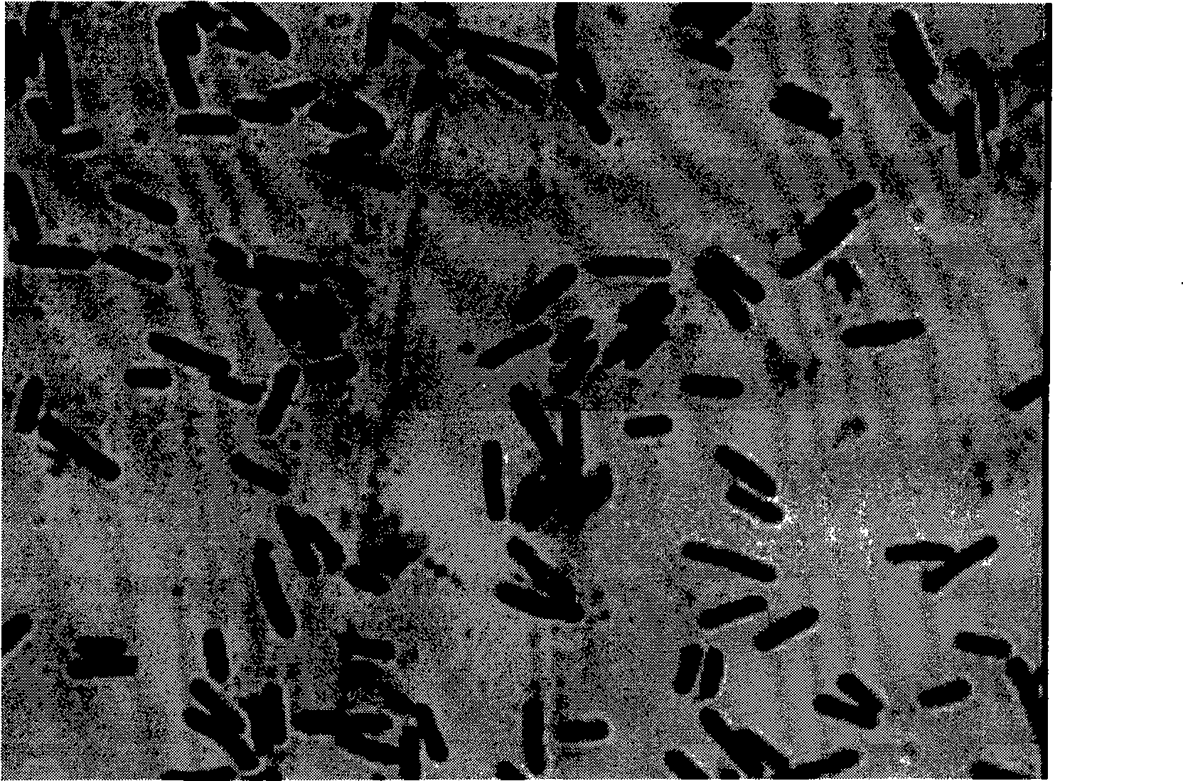 Bacillus subtilis and application thereof in prevention and treatment of continuous cropping obstacle of greenhouse vegetable