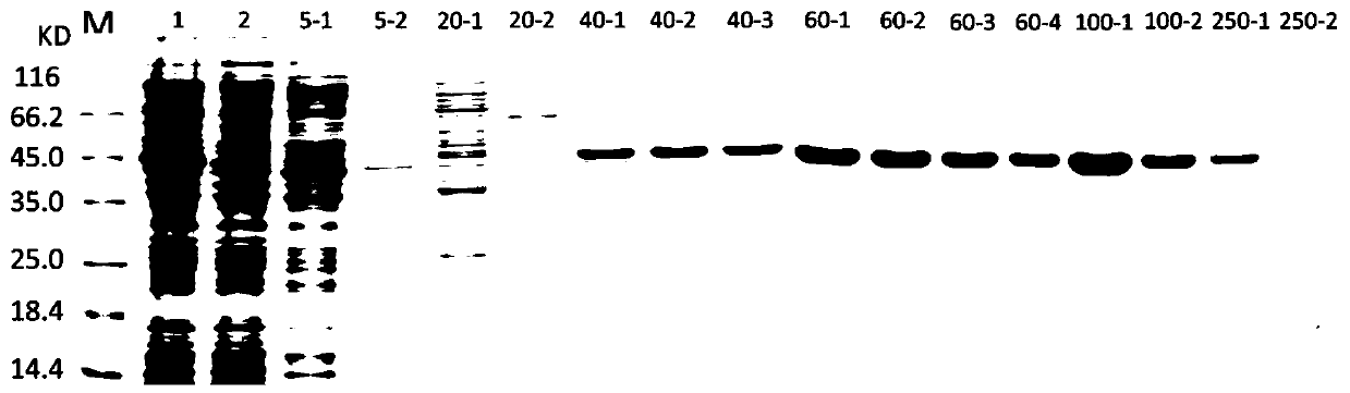 Mutated chitinase and application thereof