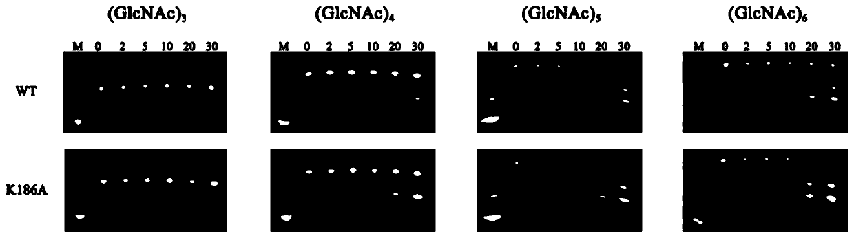 Mutated chitinase and application thereof