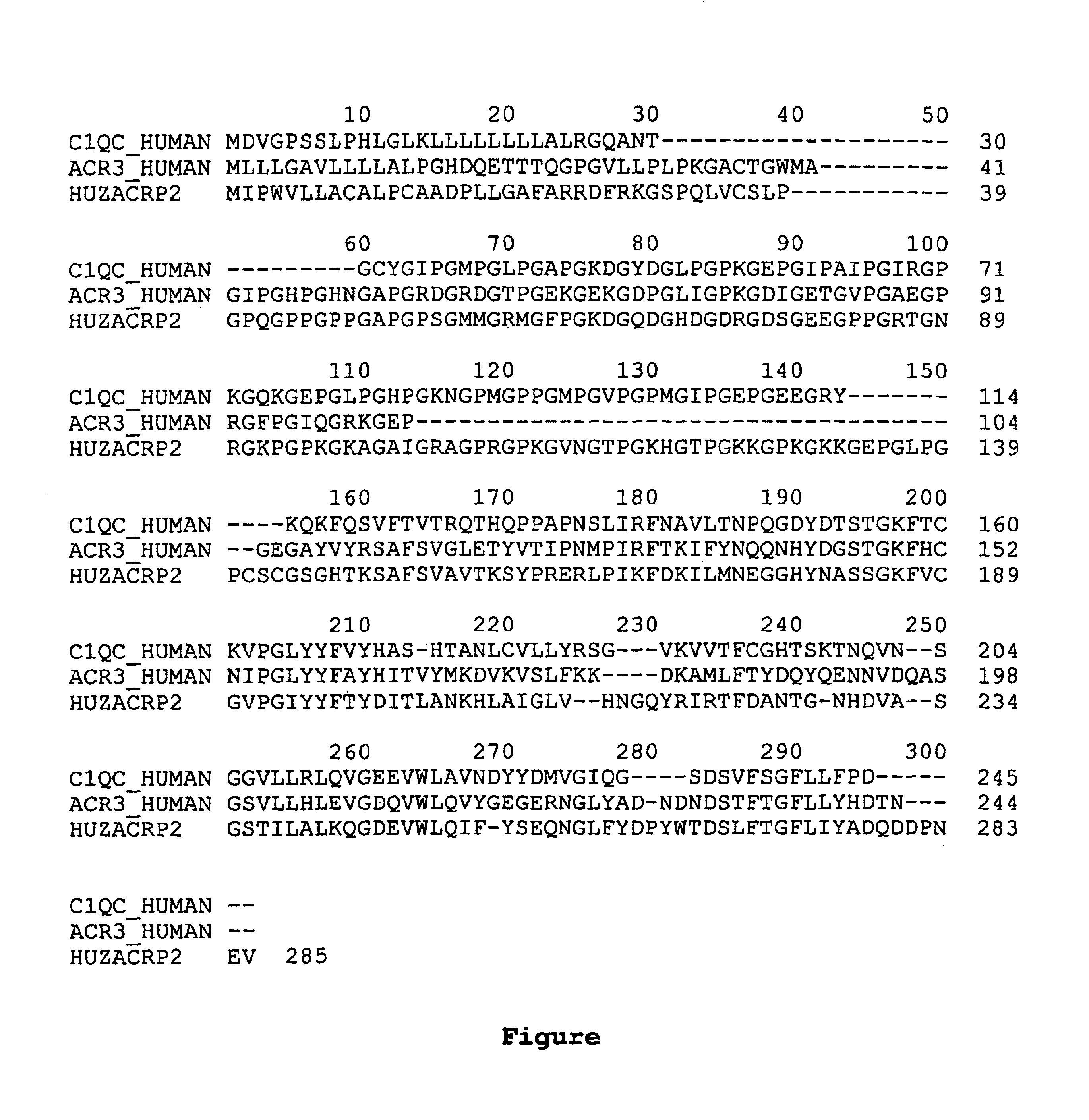 Polynucleotide encoding adipocyte complement related protein homolog zacrp2