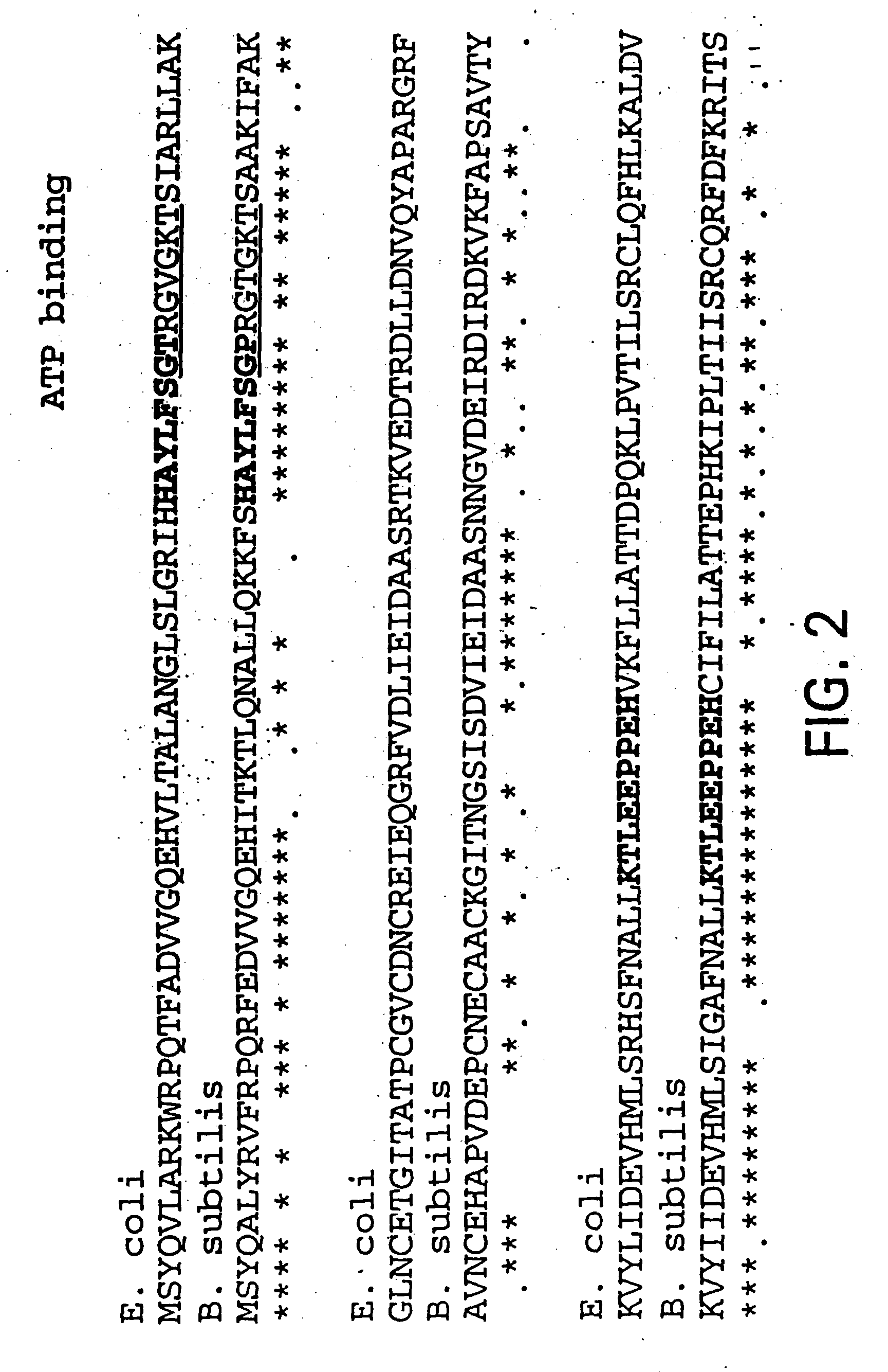 Nucleic acid encoding bacillus stearothermophilus delta polymerase subunit