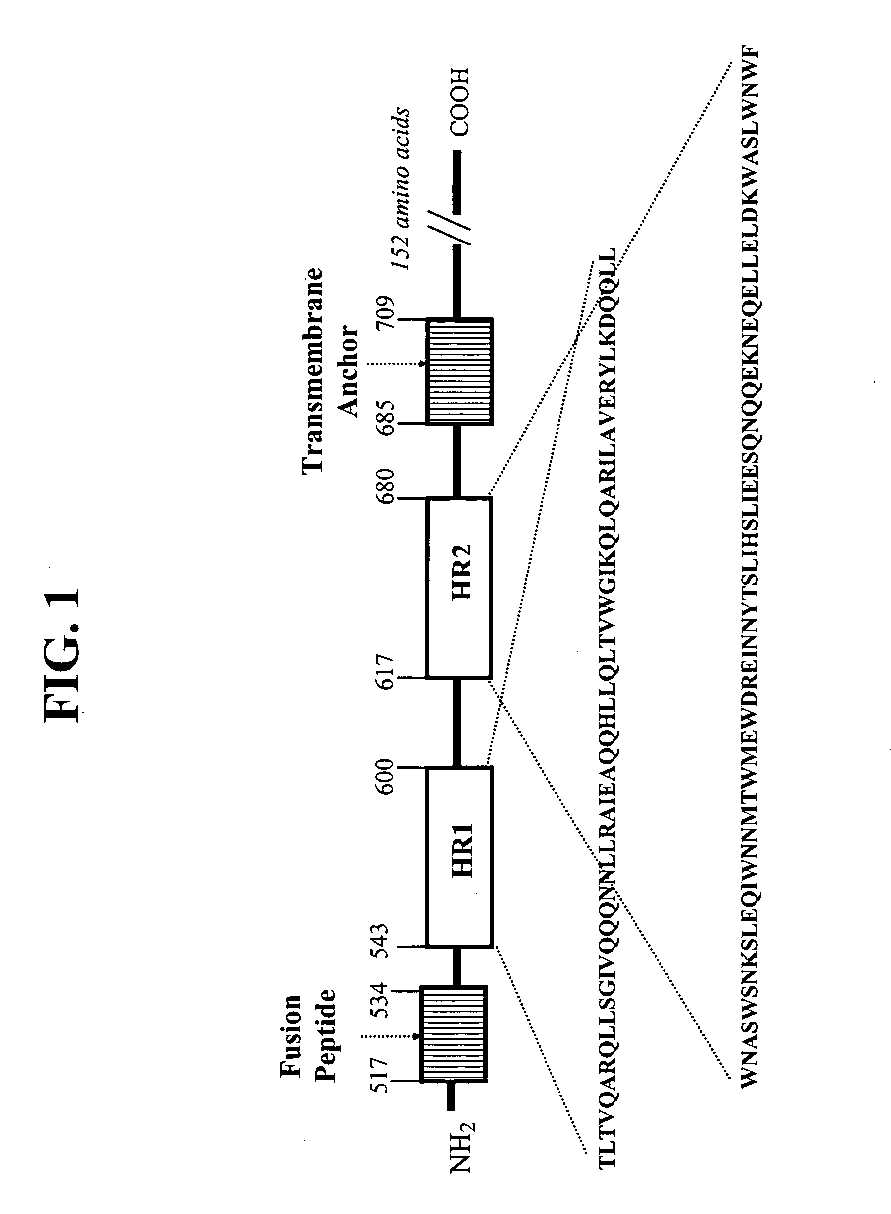 HIV gp41 HR2-derived synthetic peptides, and their use in therapy to inhibit transmission of human immunodeficiency virus