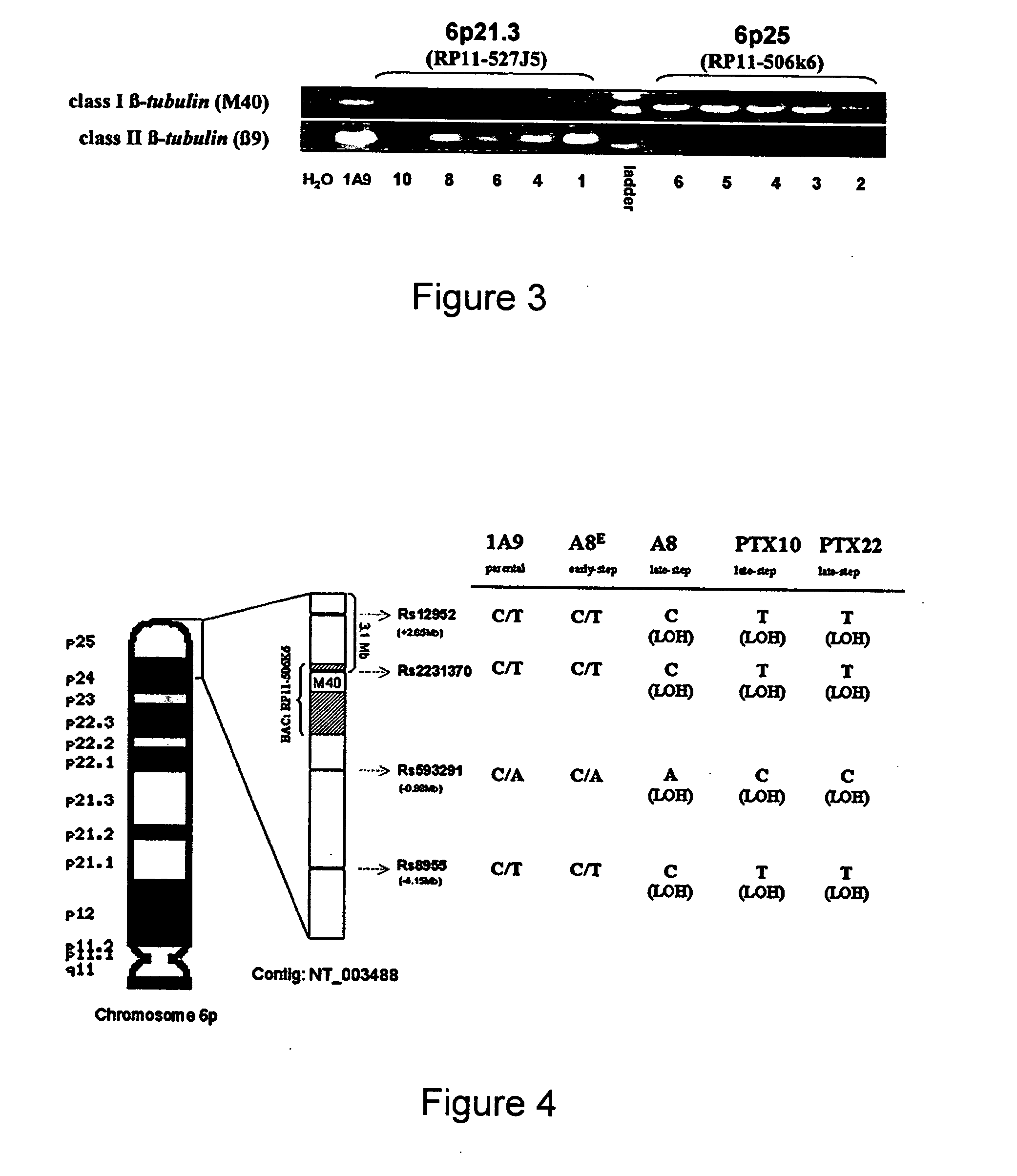 Methods of screening for resistance to microtuble-targeting drugs