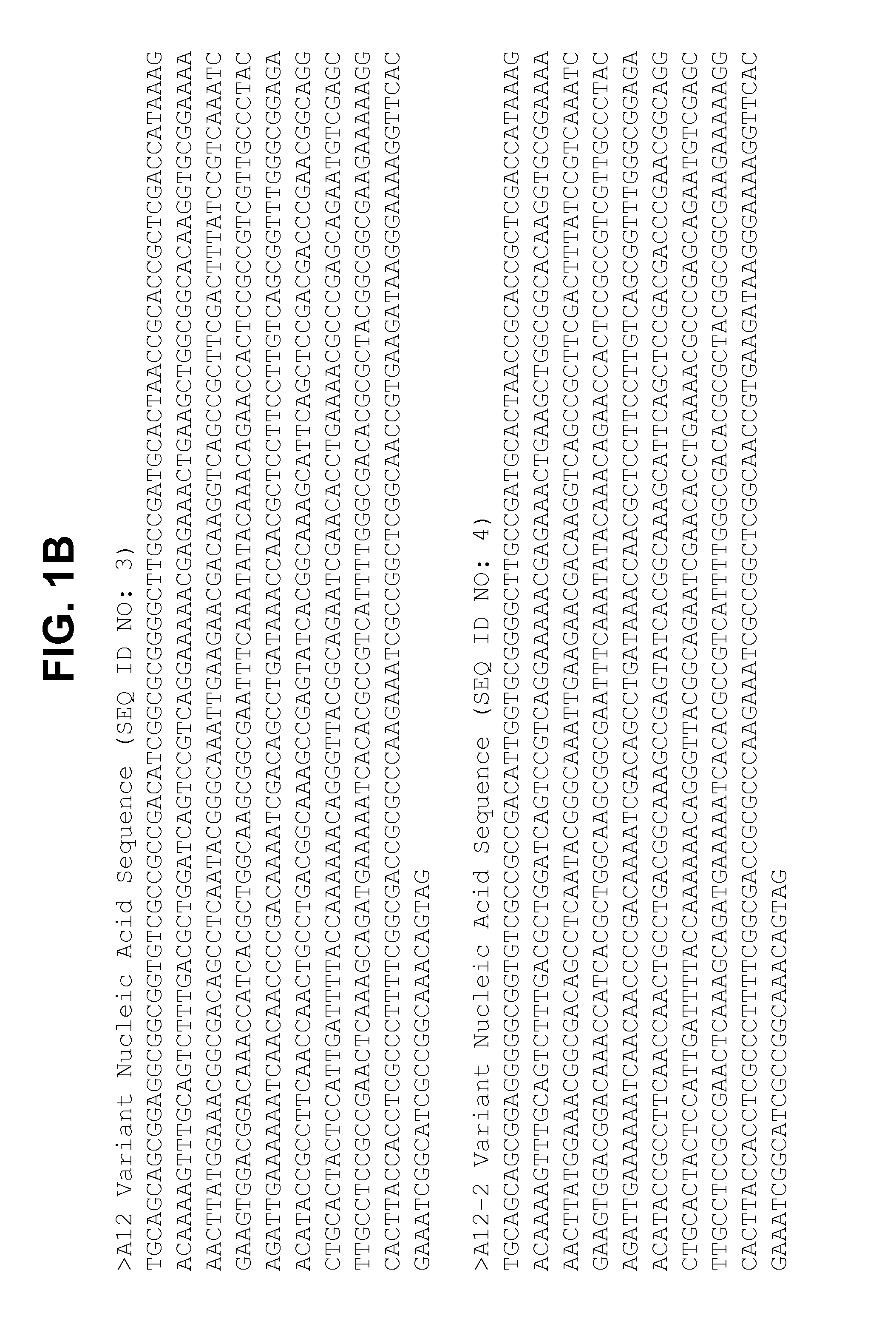 Non-lipidated variants of neisseria meningitidis orf2086 antigens