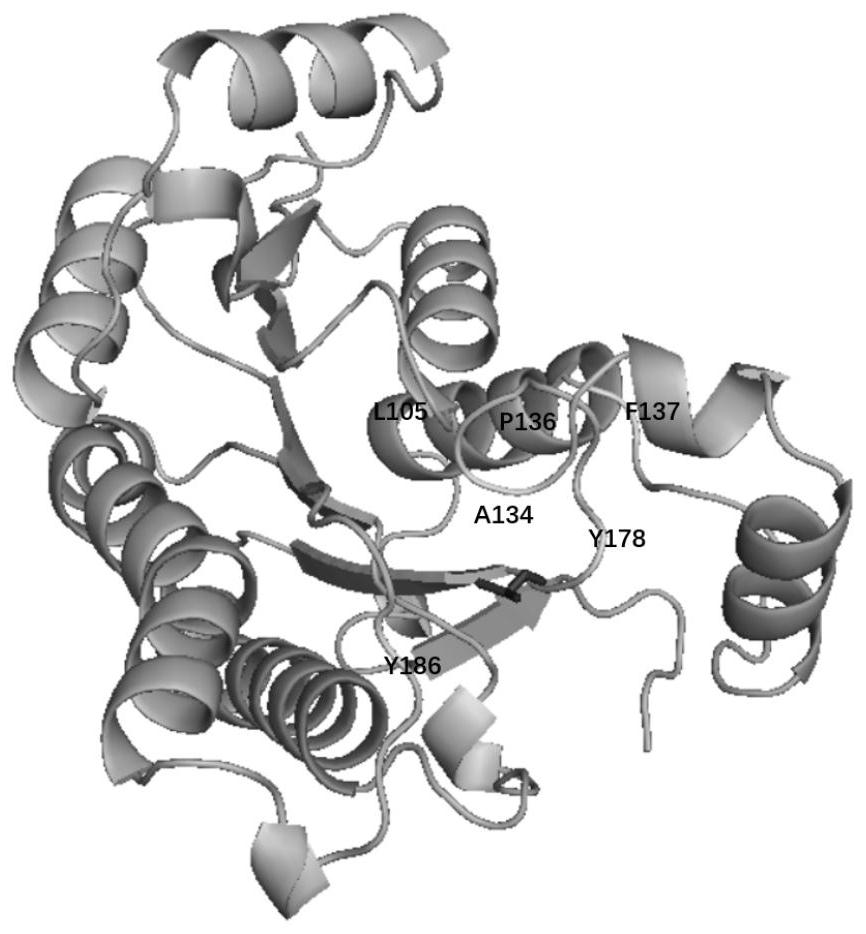 Halohydrin dehalogenase mutant and application thereof in synthesis of chiral epichlorohydrin