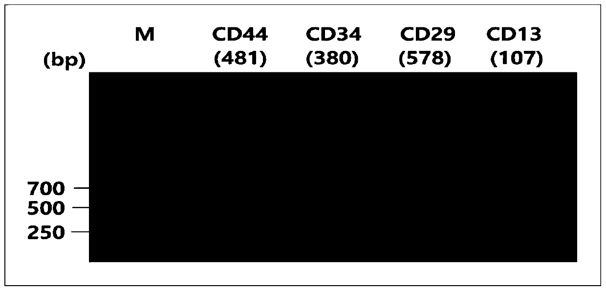 Mesenchymal stem cell preservation solution, preservation method and application thereof