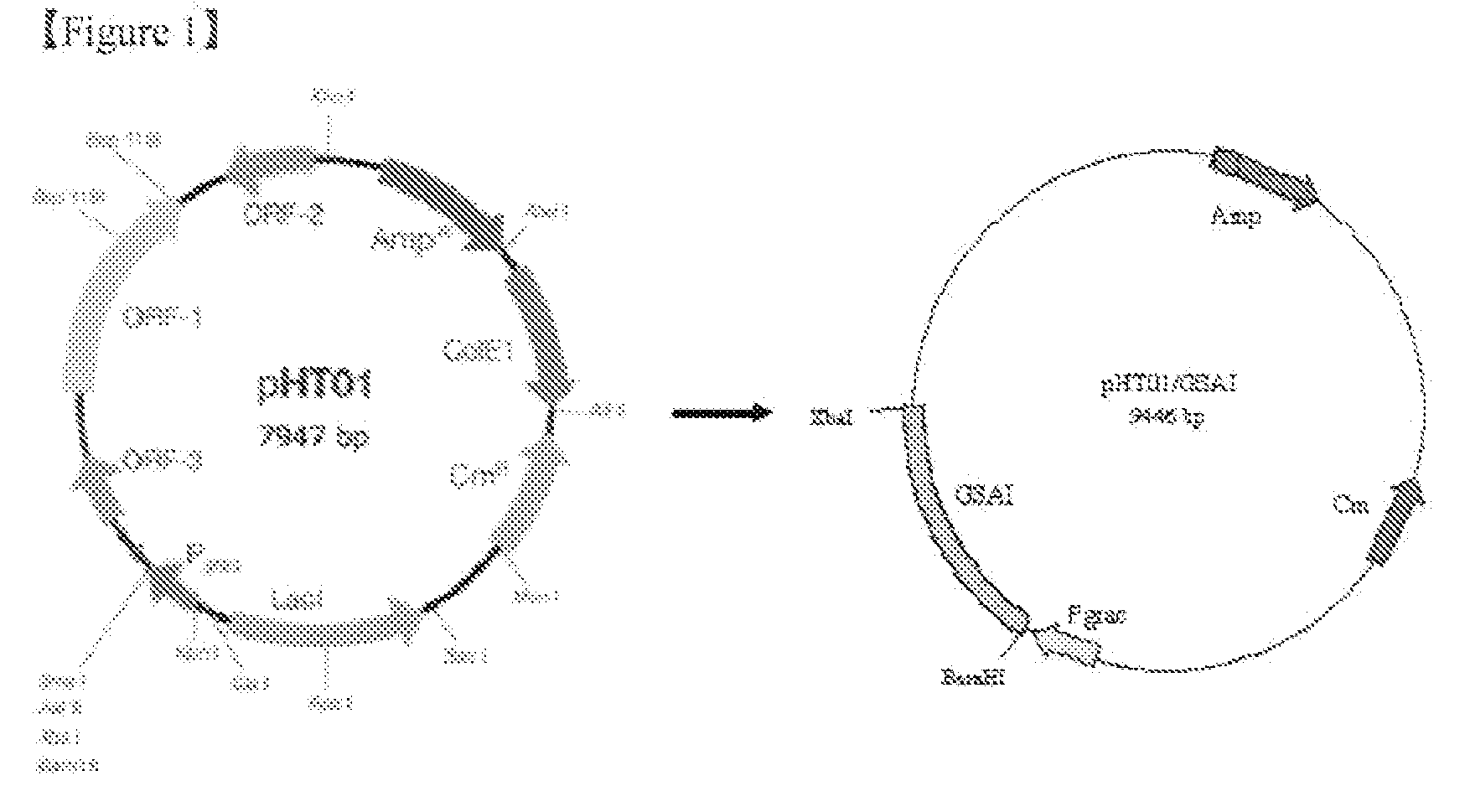 Food Grade Thermophilic Arabinose Isomerase Expressed from Gras, and Tagatose Manufacturing Method By Using It