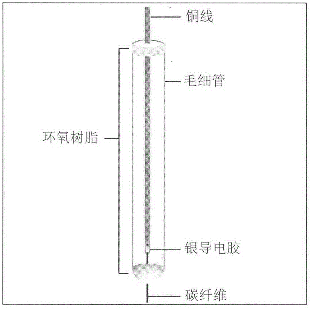 Carbon fiber electrode used for diphenol microsensor