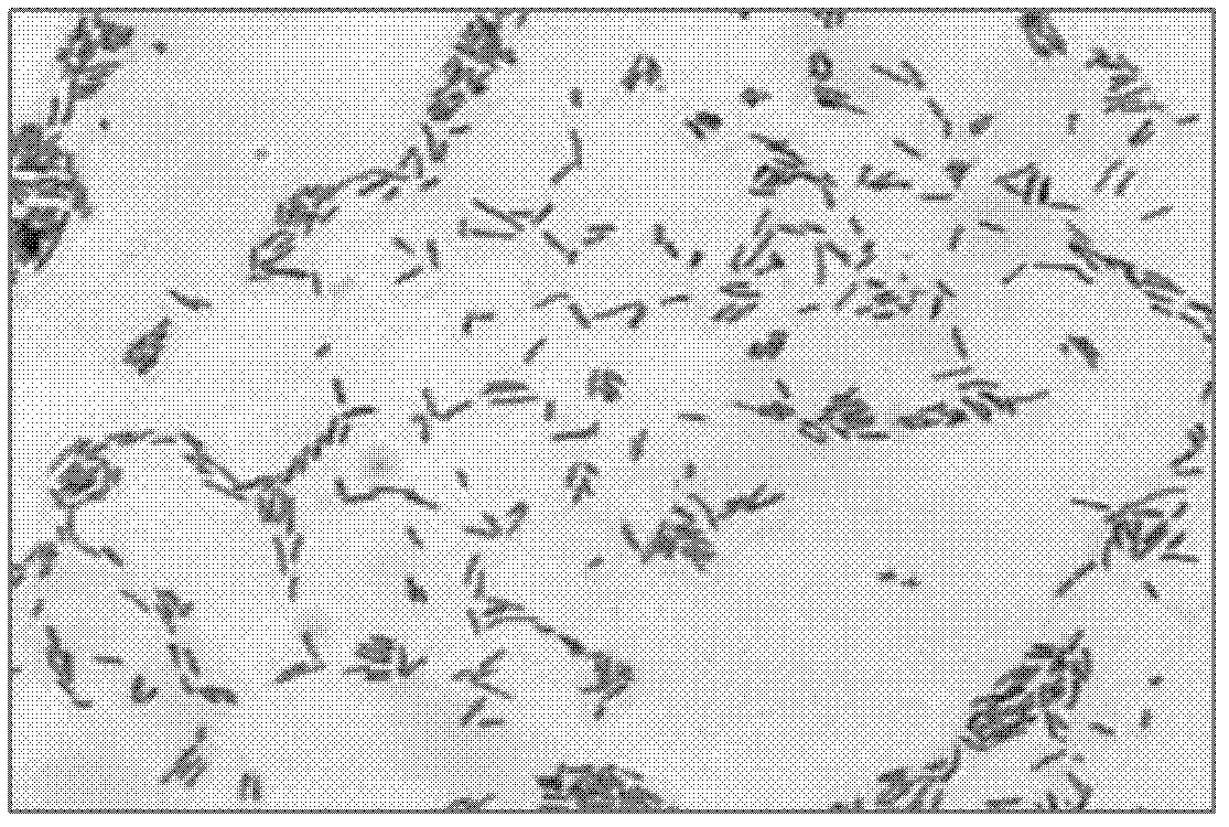 DDT (dichlorodiphenyltrichloroethane)-degrading pseudomonad strain