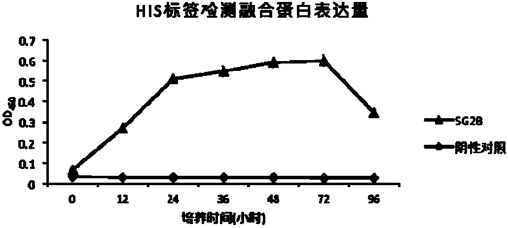 Preparation method and application of fused bovine antibacterial peptide and interleukin 2 co-expression recombinant yeast preparation