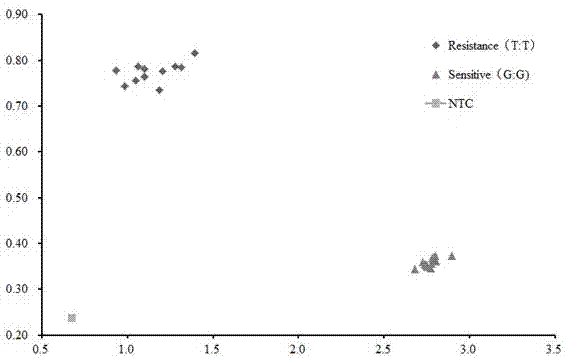 SNP functional molecular marker of lodging-resistant gene of japonica rice and application thereof