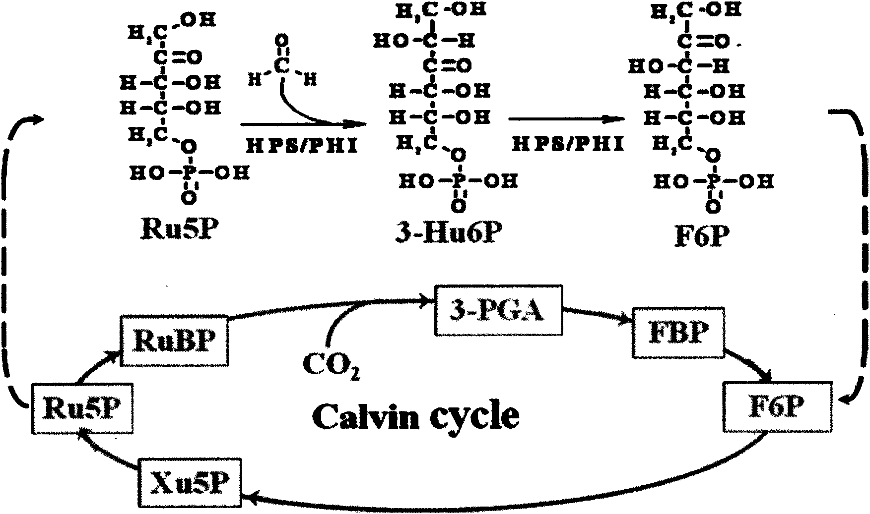 Plant expression vector for improving capability of assimilating and formaldehyde absorption of plant and application thereof