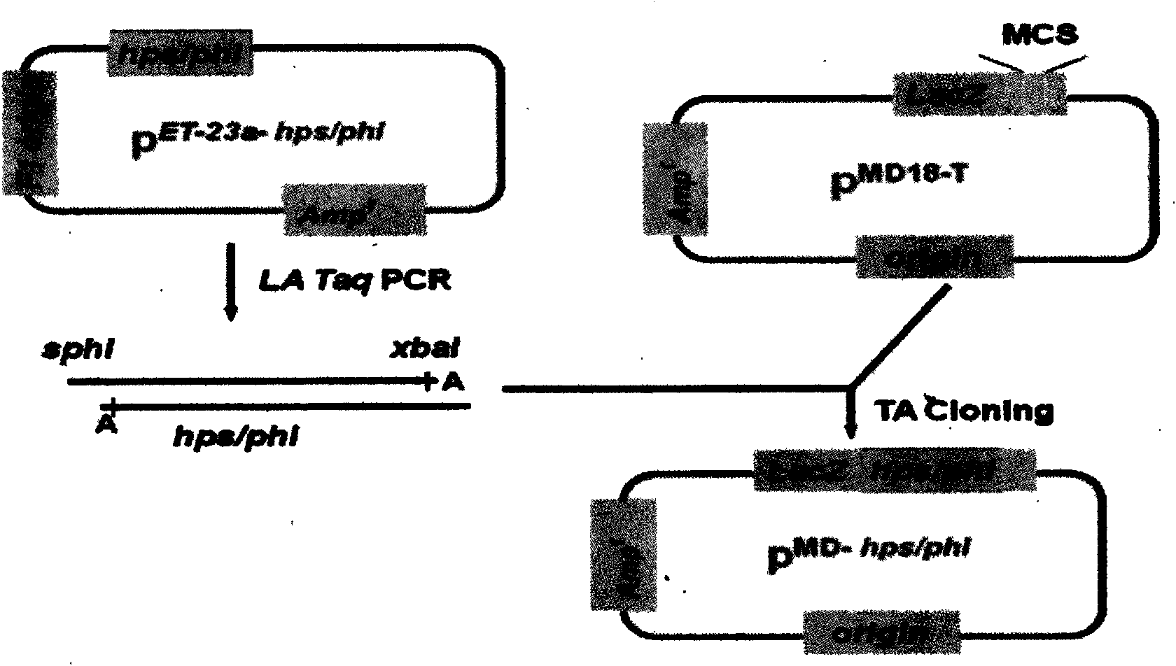 Plant expression vector for improving capability of assimilating and formaldehyde absorption of plant and application thereof