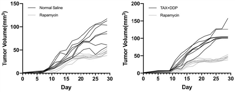 Pharmaceutical composition containing mTOR inhibitor and application thereof