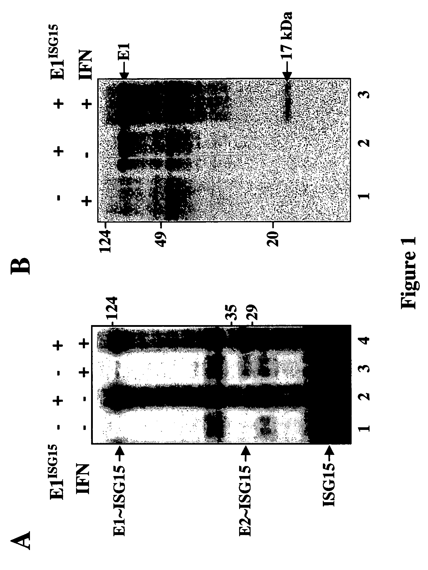 UbcH8 Ubiquitin E2 enzyme is also the E2 enzyme for ISG15, an interferon alpha/beta induced Ubiquitin-like protein