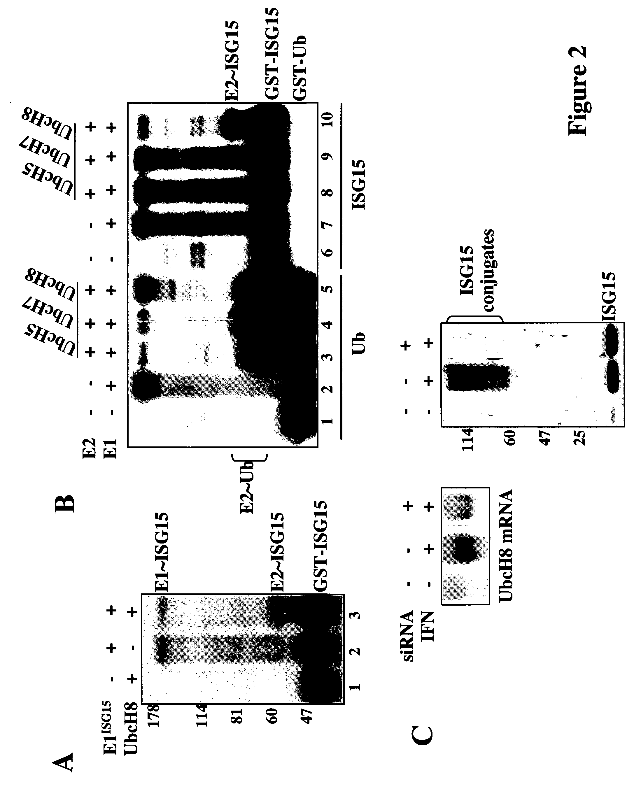 UbcH8 Ubiquitin E2 enzyme is also the E2 enzyme for ISG15, an interferon alpha/beta induced Ubiquitin-like protein