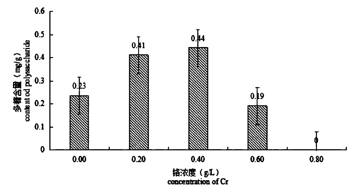 Cordyceps militaris culture method