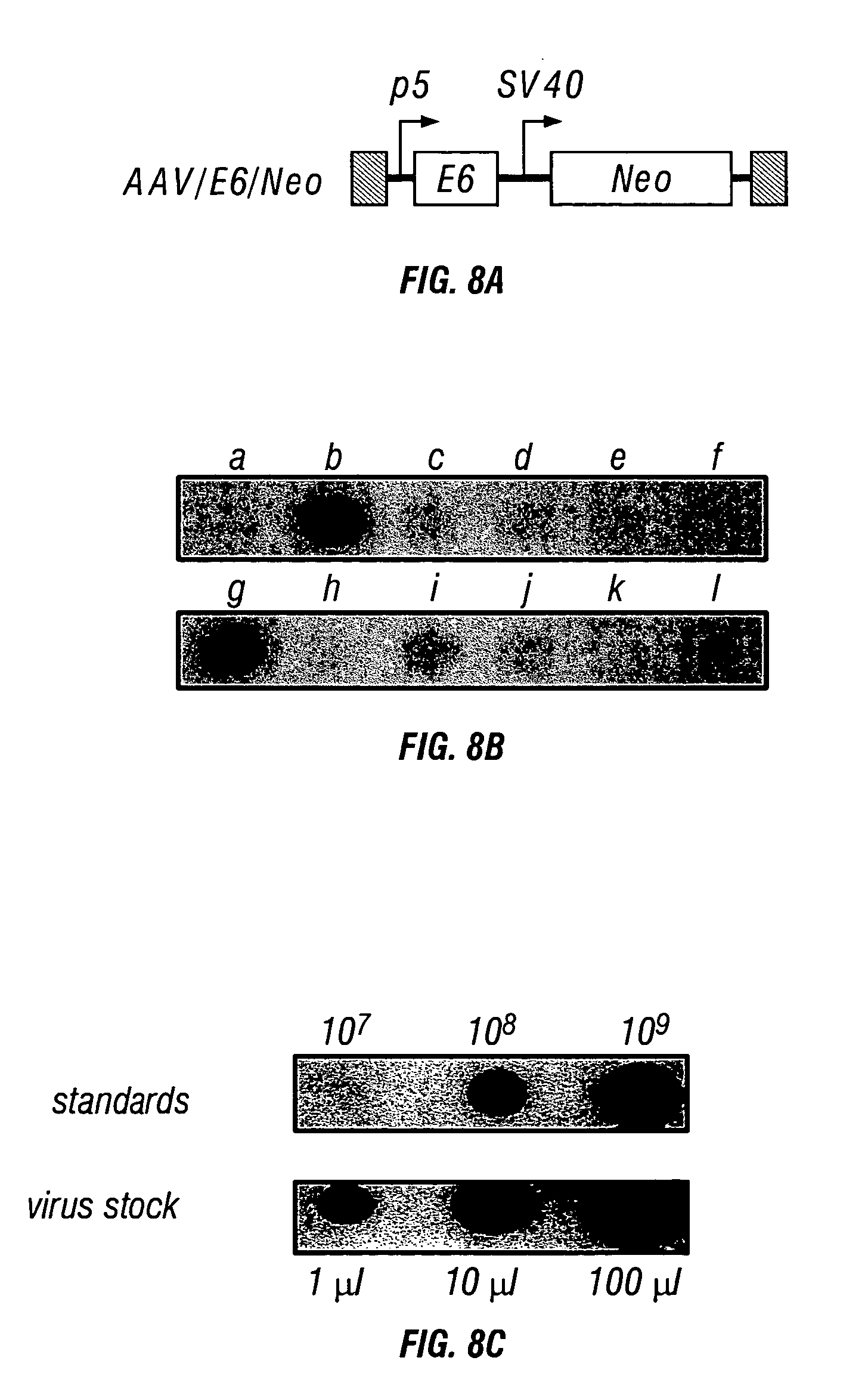 Compositions, methods and products comprising human papillomavirus for detecting and treating a cancer