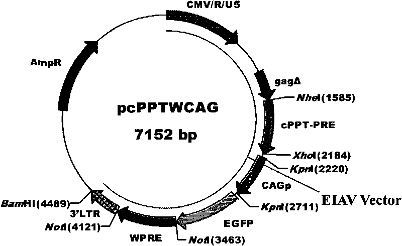 Lentiviral gene transfer vector, preparation method and application thereof