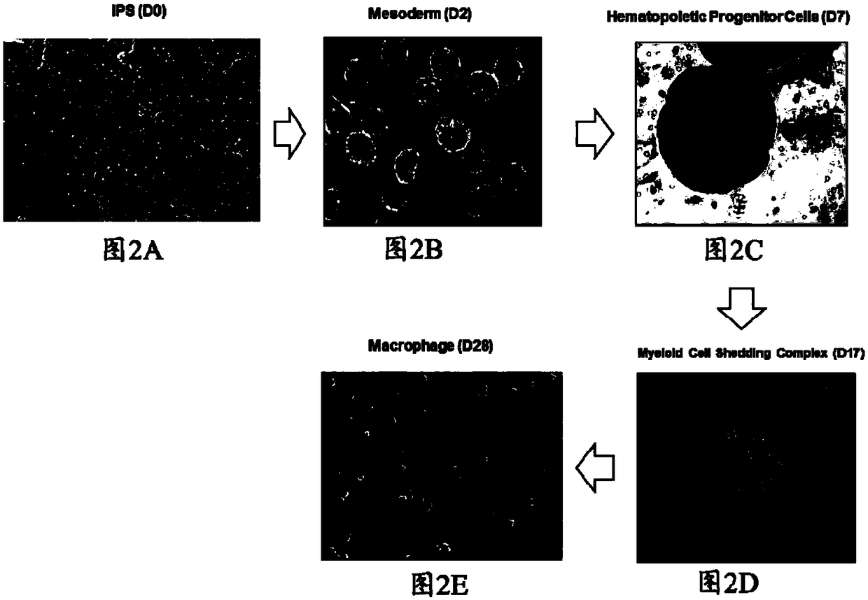 Method for acquiring macrophages with phagocytic functions by means of pluripotent stem cell differentiation