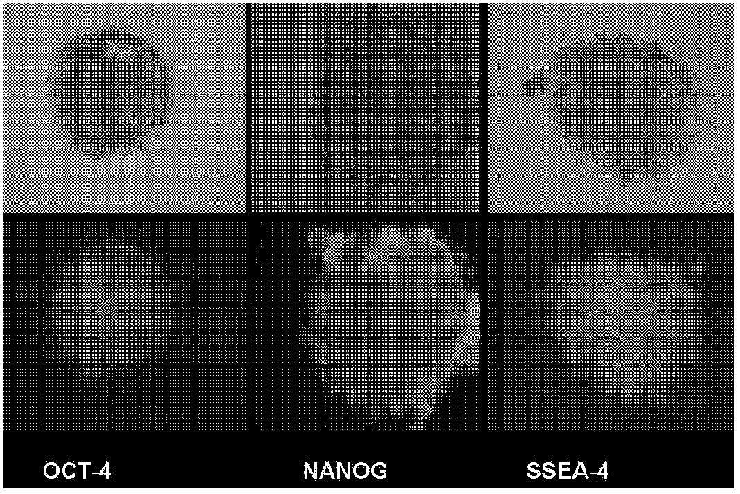 Materials and methods for generating pluripotent stem cells