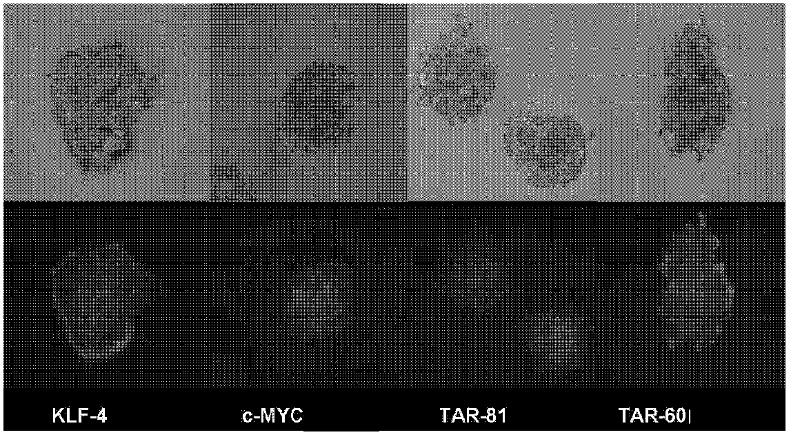 Materials and methods for generating pluripotent stem cells