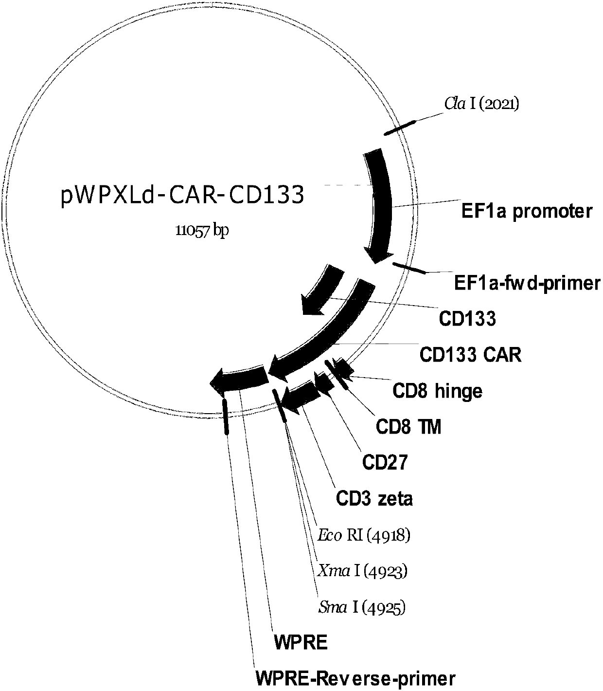 Chimeric antigen receptor and chimeric antigen receptor T cells targeting CD133, preparation method of chimeric antigen receptor T cells and application of chimeric antigen receptor and chimeric antigen receptor T cells