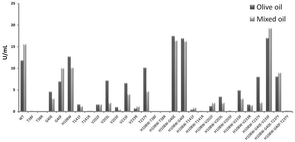 A kind of marine streptomyces lipase mutant and its application