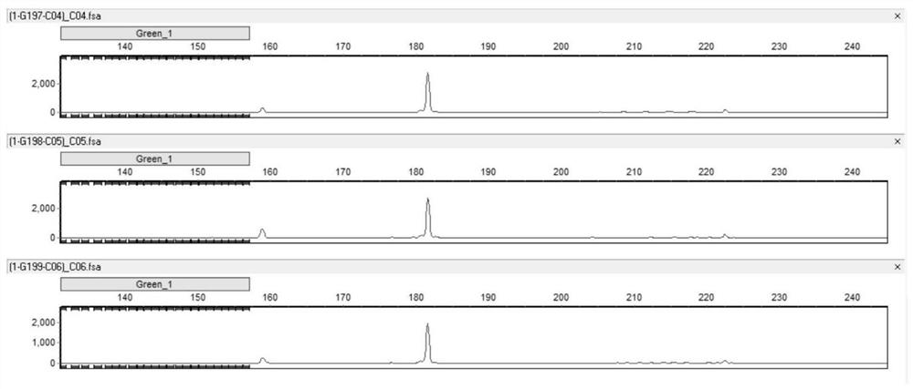 Method for identifying vicia variety authenticity and special SSR primer combination thereof