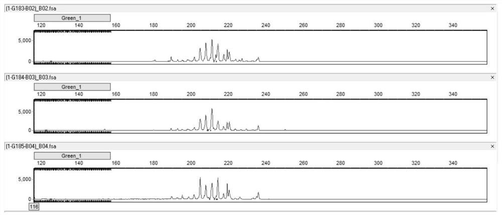 Method for identifying vicia variety authenticity and special SSR primer combination thereof