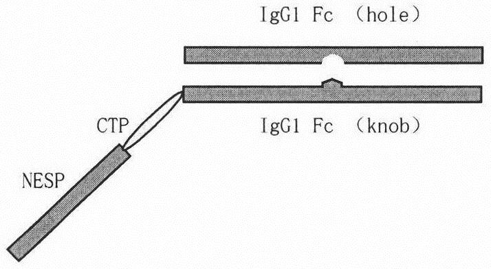 A long-acting fusion protein with erythropoietin activity