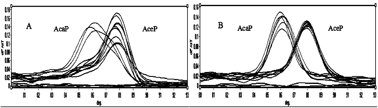 SNP molecular marker ITS71 for detecting dog-derived Ceylon hookworms and ancylostoma caninum, primer and application thereof