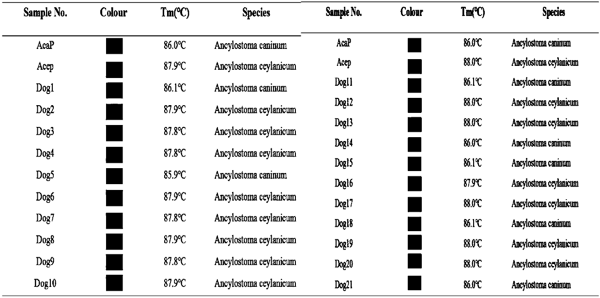 SNP molecular marker ITS71 for detecting dog-derived Ceylon hookworms and ancylostoma caninum, primer and application thereof