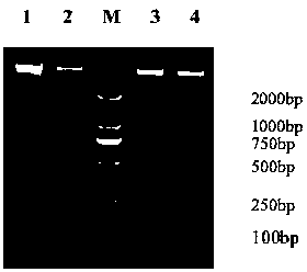 Extraction method for metagenome