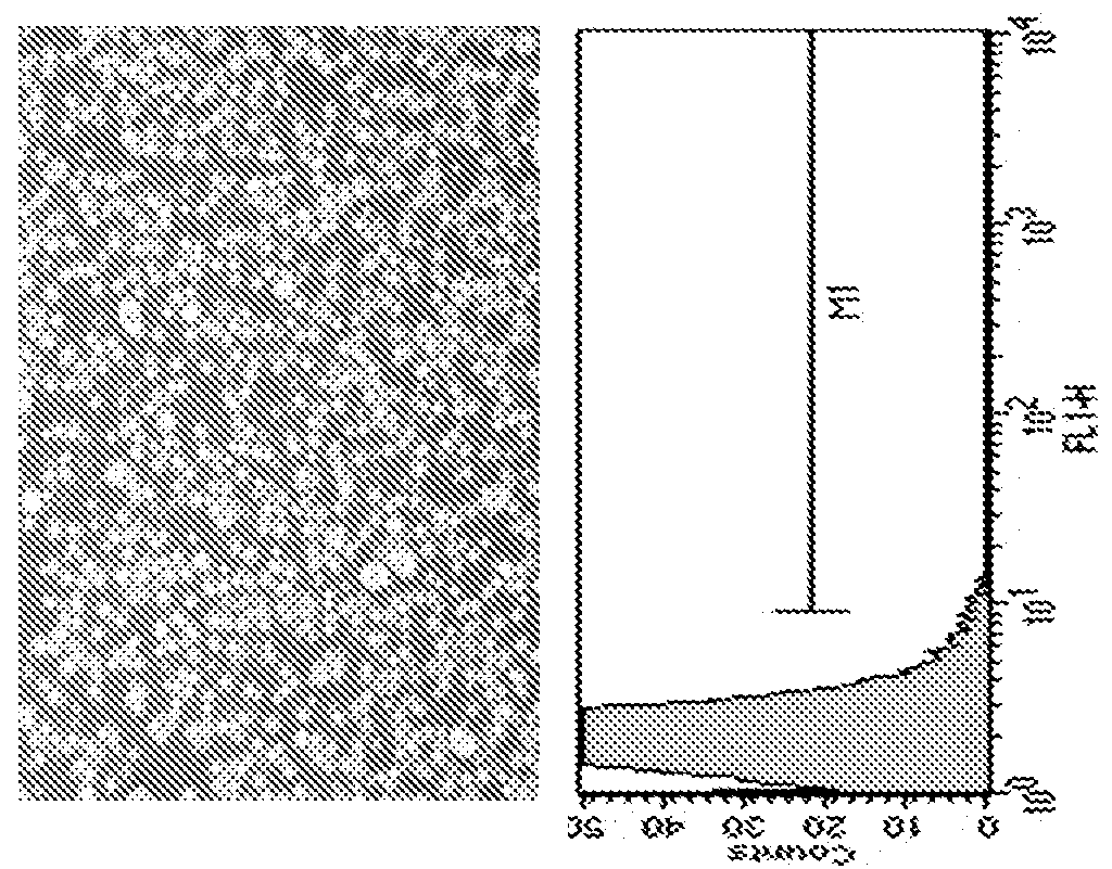 Methods and Compositions for Generating Stable Transfected Cells