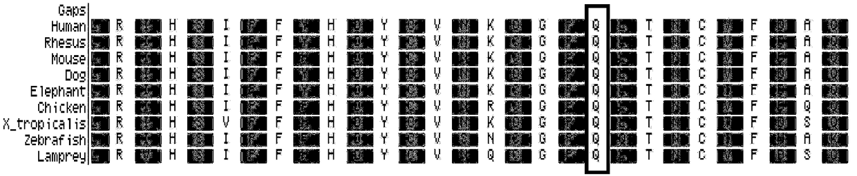 Mutation detection kit for sensorineural deafness virulence gene GJB2