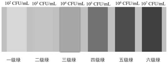 Microfluidic chip, detector, detection method and application for detecting bacteria