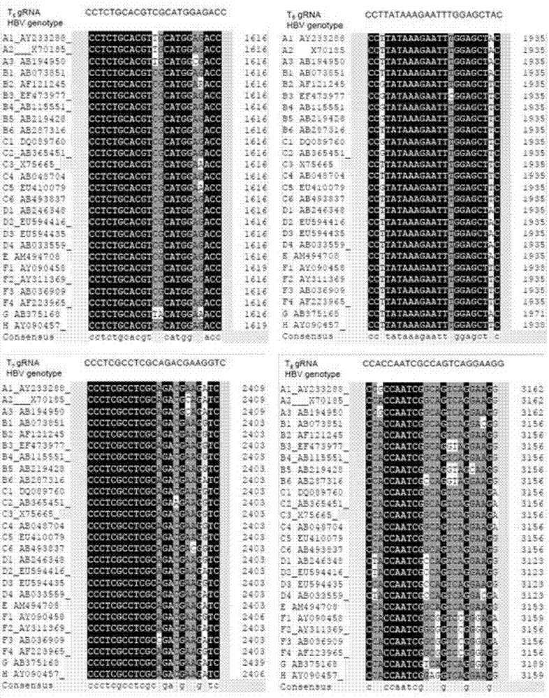 Method for specifically knocking out hepatitis B virus by CRISPR/Cas9 and gRNA applied to specific targeting HBV DNA