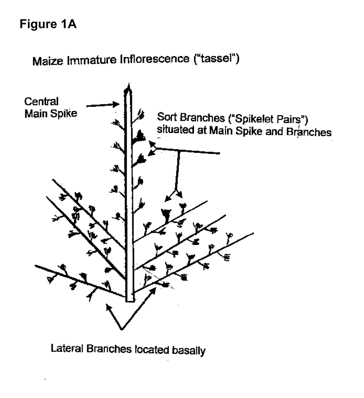 Methods for the in planta transformation of plants and manufacturing processes and products based and obtainable thereform