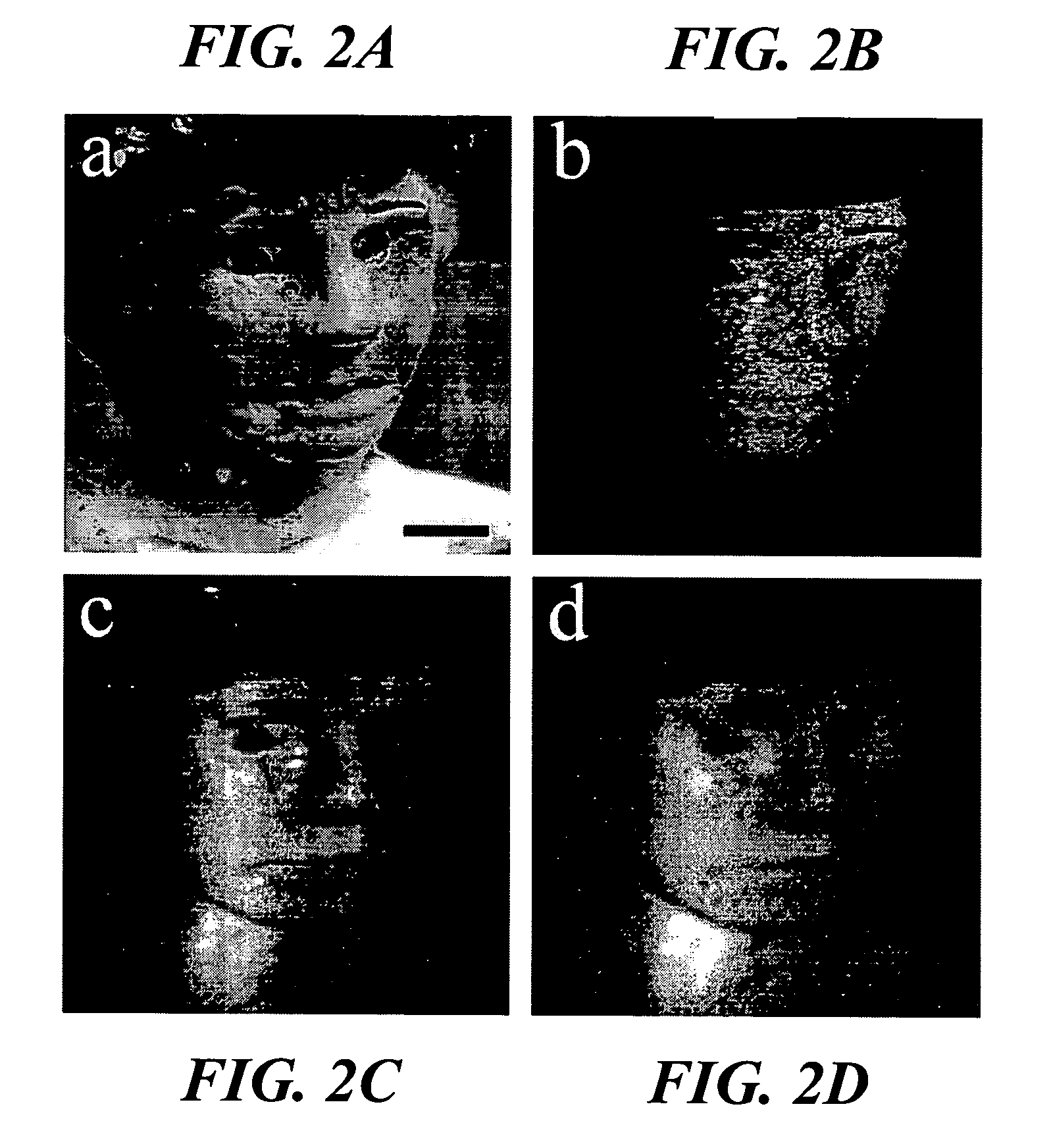 Imaging system and related techniques