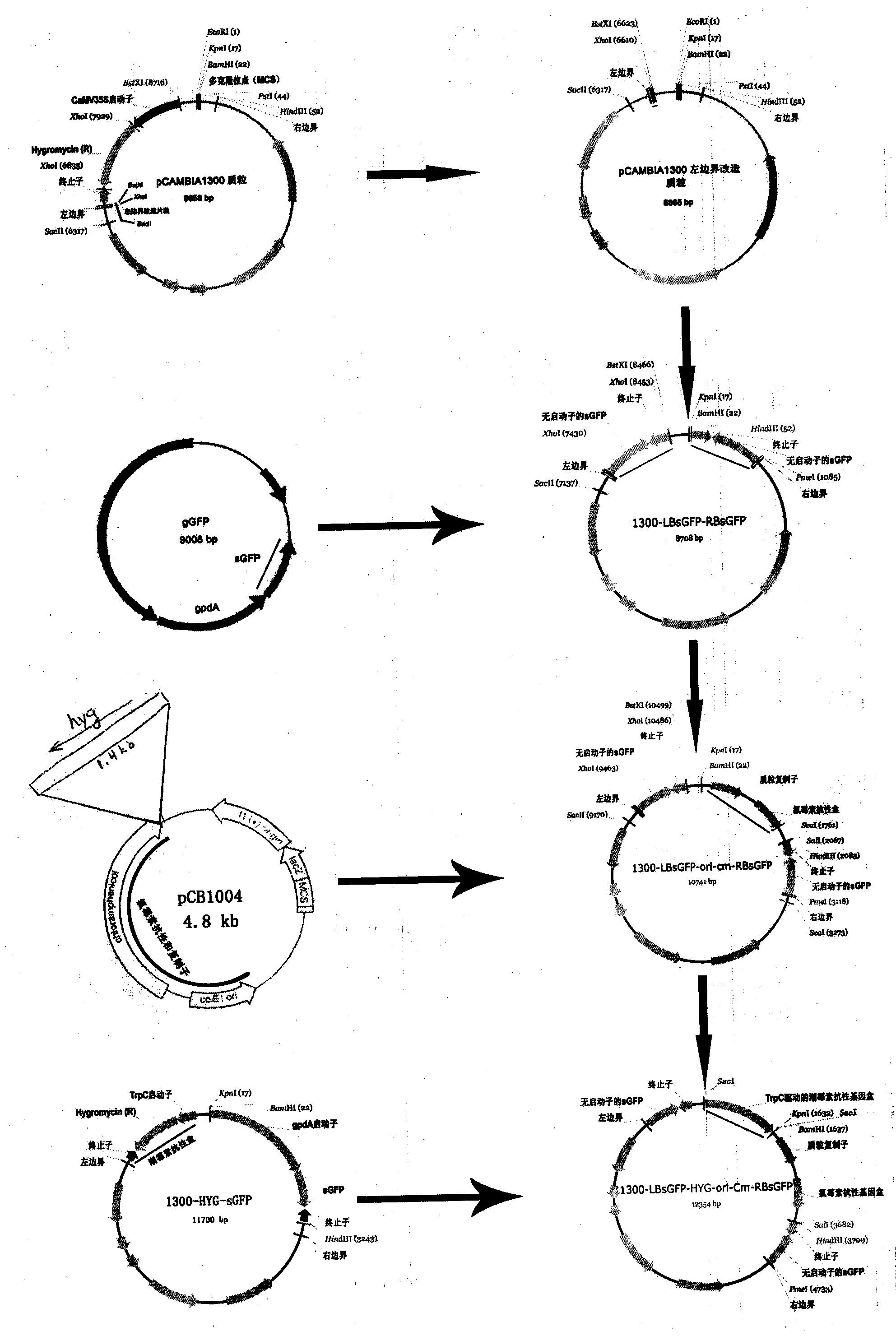 Dual-elemental Ti plasmid with bidirectional promoter trapping and plasmid rescuing functions and construction method of dual-elemental Ti plasmid