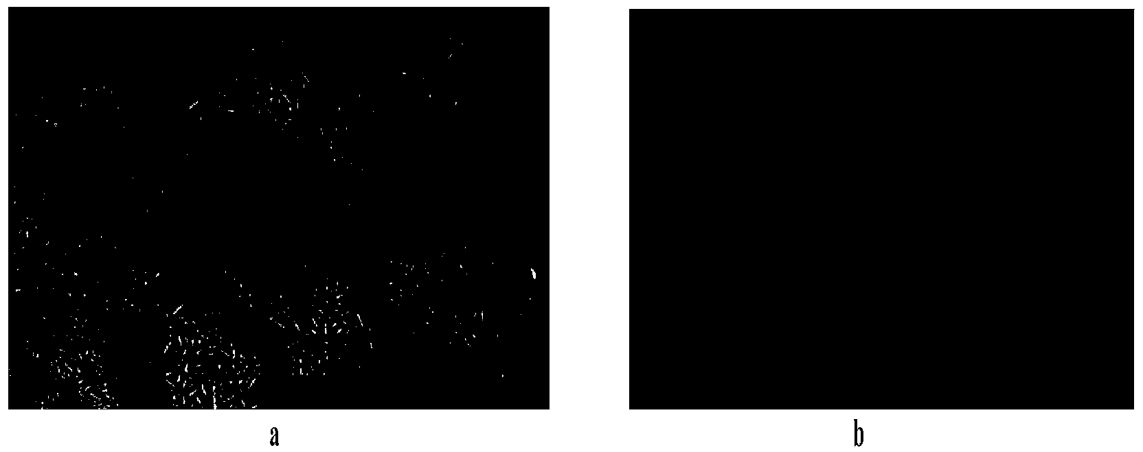 Method for extracting toxin protein from white cyanea tentacles