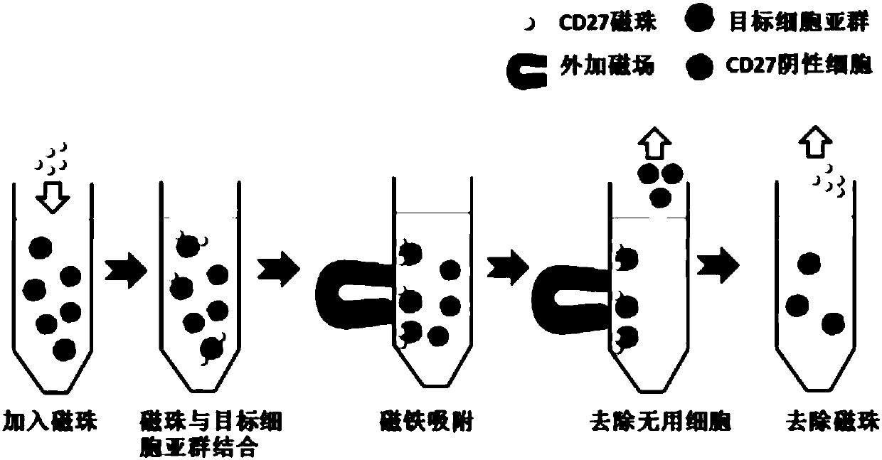 Screening method for T cells with high antitumor activity and application of screening method