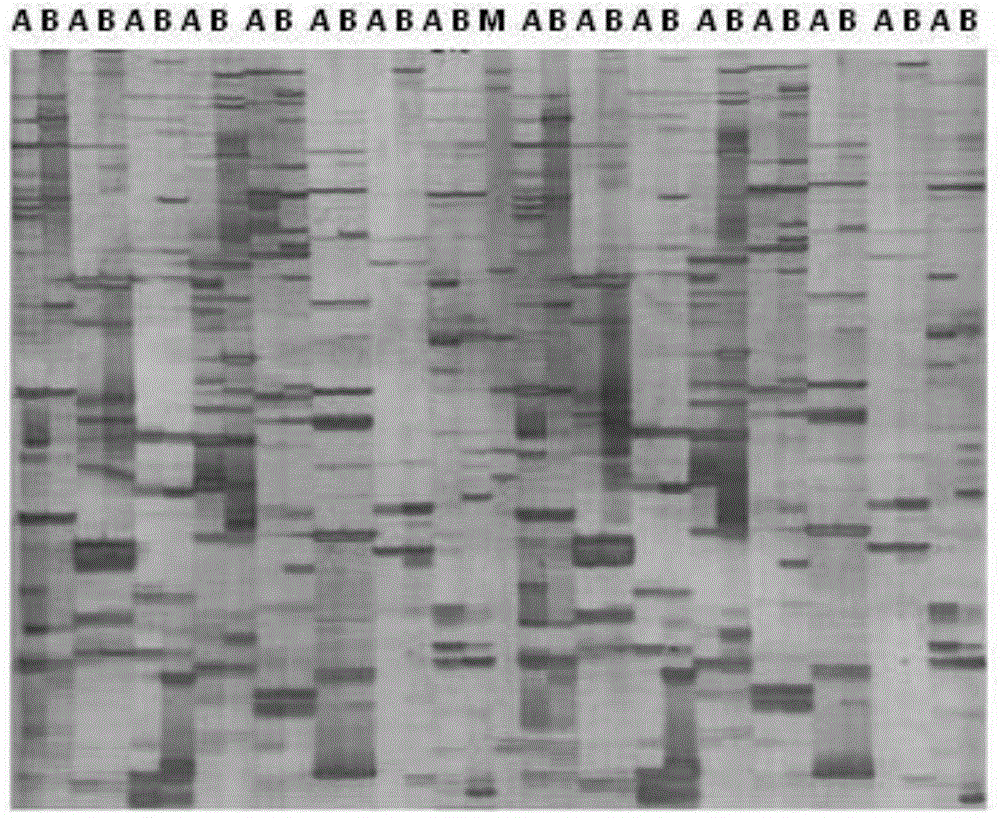 Artemisia annua flavanone 3-hydroxylase gene AaF3HY as well as encoded protein and application thereof